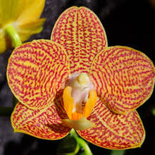 Lade das Bild in den Galerie-Viewer, Phalaenopsis Indian Summer AUF BESTELLUNG – VERFÜGBAR AB DEM 27.3.!!!
