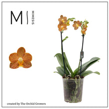 Lade das Bild in den Galerie-Viewer, Phalaenopsis Indian Summer AUF BESTELLUNG – VERFÜGBAR AB DEM 27.3.!!!
