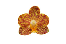 Lade das Bild in den Galerie-Viewer, Phalaenopsis Indian Summer AUF BESTELLUNG – VERFÜGBAR AB DEM 27.3.!!!
