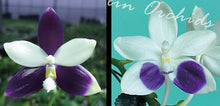 Načíst obrázek do prohlížeče Galerie, Phal. Lioulin Blue Jenny X Lioulin Blue Jenny KM3699
