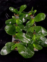 Načíst obrázek do prohlížeče Galerie, Phal. pulcherrima var. champorensis/Clone
