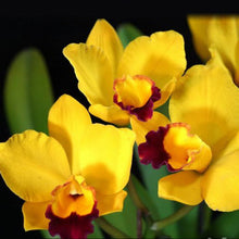 Načíst obrázek do prohlížeče Galerie, Cattleya Rlc. Hsinying Sunbeam &#39;Juliets&#39; Voňvá velky kvety 9cm
