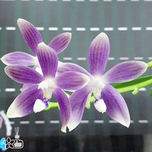 Załaduj obraz do przeglądarki galerii, Phal. speciosa’ Blue’ x sib
