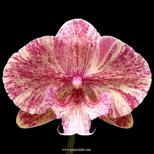 Lade das Bild in den Galerie-Viewer, Phalaenopsis King Marble
