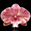 Phalaenopsis King Marble