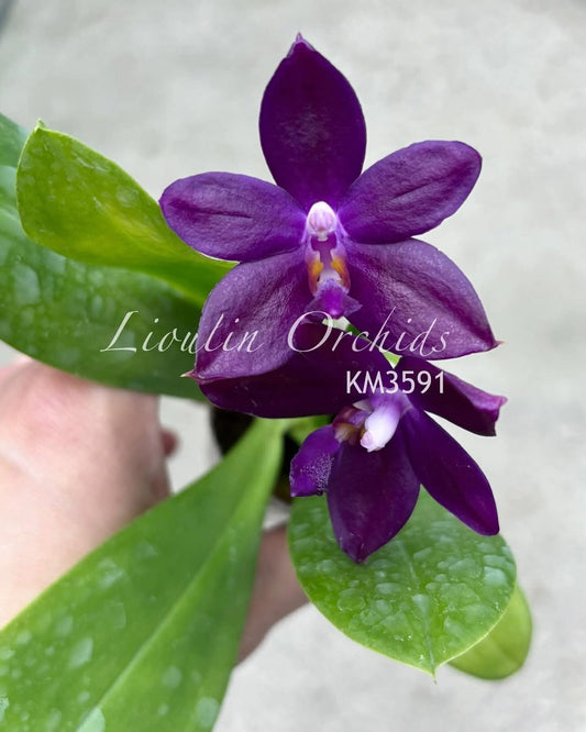 Phalaenopsis Jennifer Palermo X Yaphon Pool {KM3591}