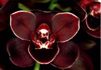 Lade das Bild in den Galerie-Viewer, Cymbidium street tango Novinka sleva
