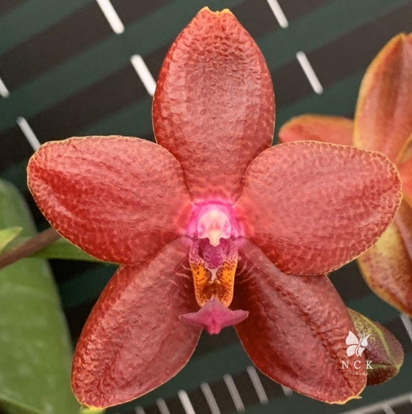 Phal. NCK Lioulin R Lawrance  Voňavá {N75077}