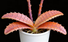Lade das Bild in den Galerie-Viewer, Phal. Legato (peloric)/ Miki Smoky Pink

