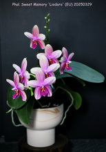 Načíst obrázek do prohlížeče Galerie, Phalaenopsis Liodoro / Sweet Memory {výrazně voňavá}
