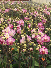 Načíst obrázek do prohlížeče Galerie, Dtps. Little Gem Stripes &#39;Cat King&#39; - Phal. Little Flash {883}
