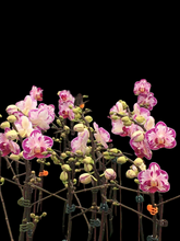 Načíst obrázek do prohlížeče Galerie, Dtps. Little Gem Stripes &#39;Cat King&#39; - Phal. Little Flash {883}
