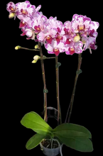 Načíst obrázek do prohlížeče Galerie, Dtps. Little Gem Stripes &#39;Cat King&#39; - Phal. Little Flash {883}
