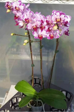 Načíst obrázek do prohlížeče Galerie, Dtps. Little Gem Stripes &#39;Cat King&#39; - Phal. Little Flash {883}
