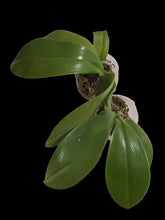 Načíst obrázek do prohlížeče Galerie, Phal. Little Happy Gem {5027}
