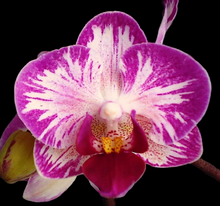 Načíst obrázek do prohlížeče Galerie, Dtps. Little Gem Stripes &#39;Cat King&#39; - Phal. Little Flash {883}
