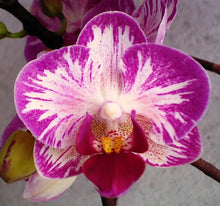 Načíst obrázek do prohlížeče Galerie, Dtps. Little Gem Stripes &#39;Cat King&#39; - Phal. Little Flash {883}
