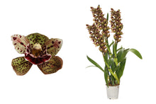 Načíst obrázek do prohlížeče Galerie, Cymbidium, Magic Bird 1-2 Stvoly
