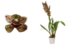 Načíst obrázek do prohlížeče Galerie, Cymbidium, Magic Bird 1-2 Stvoly
