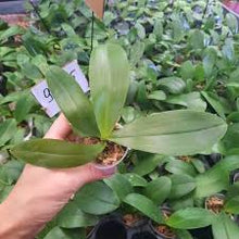 Načíst obrázek do prohlížeče Galerie, Phal. Chanti PF 5093
