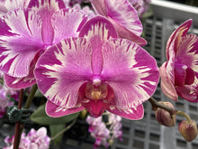 Načíst obrázek do prohlížeče Galerie, Phalaenopsis. NCK Maisie {N75085}
