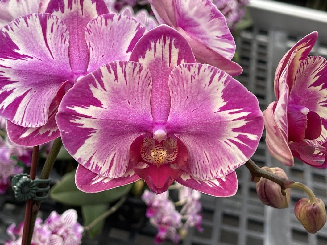 Phalaenopsis. NCK Maisie {N75085}