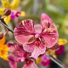Lade das Bild in den Galerie-Viewer, Phalaenopsis King Marble
