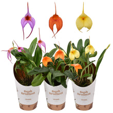 Načíst obrázek do prohlížeče Galerie, Masdevallia Orange  Vice Stvoly /bloem
