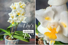 Załaduj obraz do przeglądarki galerii, Phalaenopsis.Liu’s Pale Micholitzii ‘ES’
