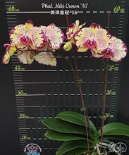 Načíst obrázek do prohlížeče Galerie, Phalaenopsis Miki Crown &#39;16&#39; SM/TOGA velké květy (10 cm) DOSTUPNÉ V 2. POLOVINĚ DUBNA!!!
