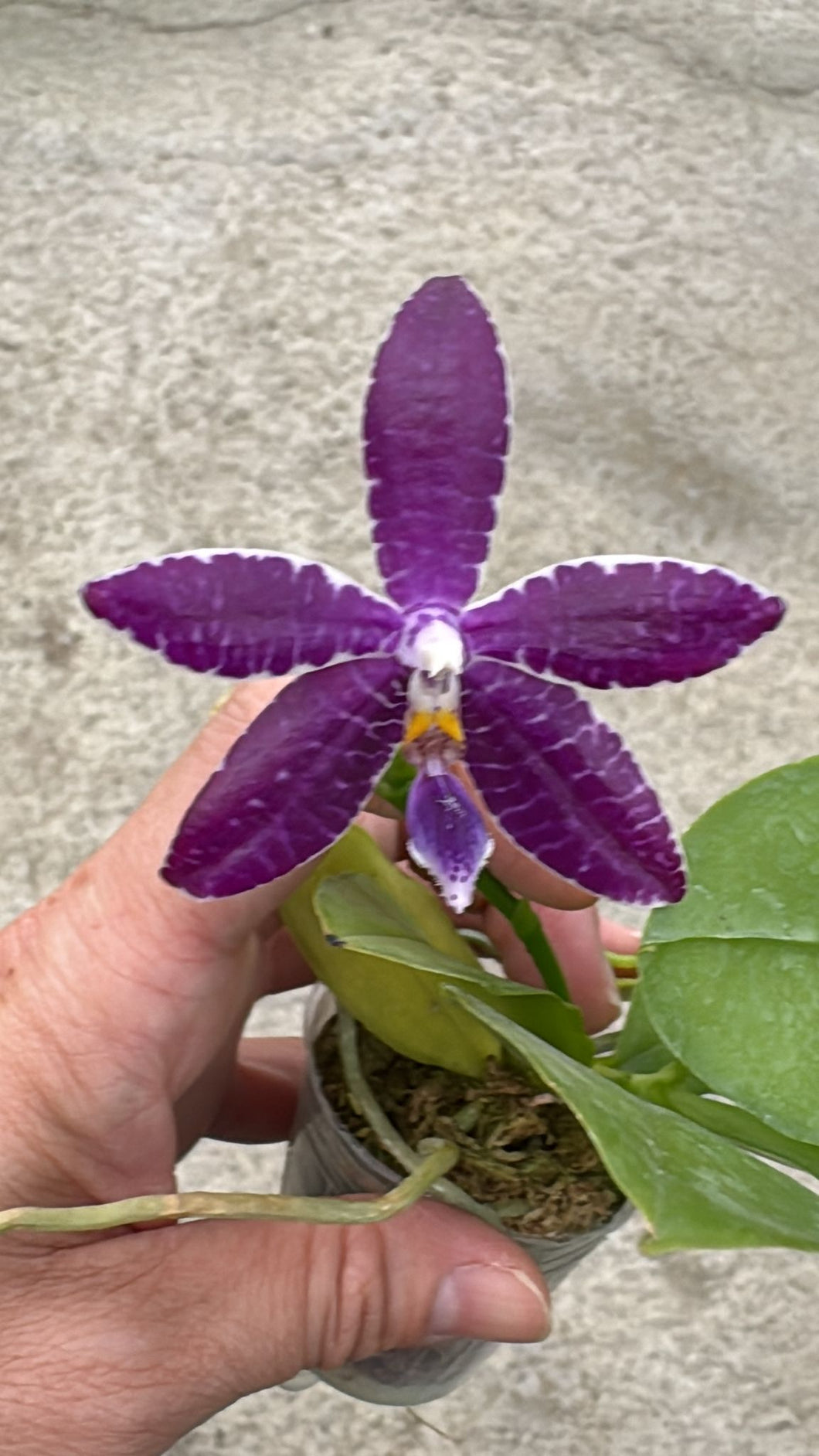Phal. Lioulin Blue Pheasant x Lioulin Blue Parrot - KM3585