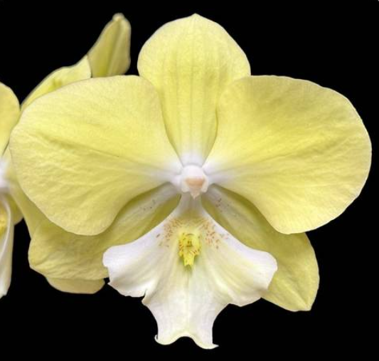 Phal. NCK Moon Rabbit -N75001
