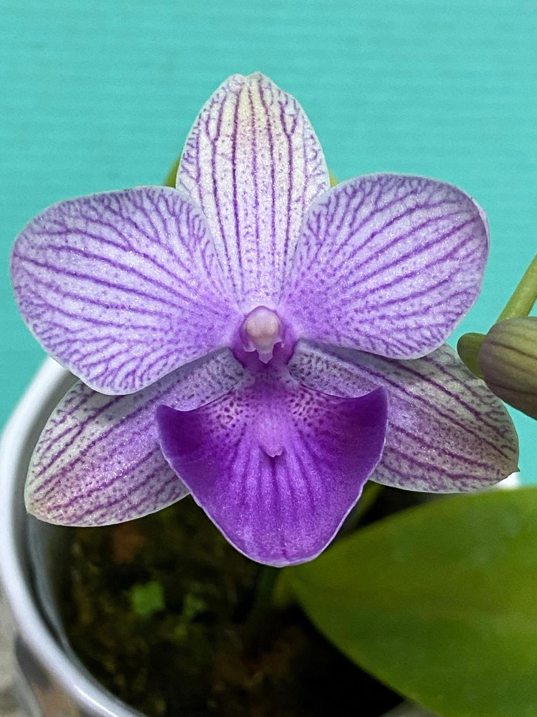 Phal. Lioulin nature blue,KM3579 hybrid