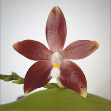 Načíst obrázek do prohlížeče Galerie, Phal. tetraspis &quot;Olive Brown”  NA OBJEDNÁVKU - DOSTUPNÉ V POLOVINĚ DUBNA!!!
