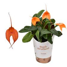 Načíst obrázek do prohlížeče Galerie, Masdevallia Orange  Vice Stvoly /bloem

