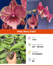 Lade das Bild in den Galerie-Viewer, Phal. Big Lip Berry Swirl
