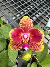 Načíst obrázek do prohlížeče Galerie, Phalaenopsis Orchid World 'ES'
