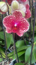 Načíst obrázek do prohlížeče Galerie, Phalaenopsis ox red sesame (velké květy)
