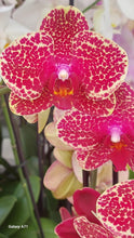 Načíst obrázek do prohlížeče Galerie, Phalaenopsis ox red sesame (velké květy)

