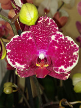 Načíst obrázek do prohlížeče Galerie, Phalaenopsis ox red sesame (velké květy)
