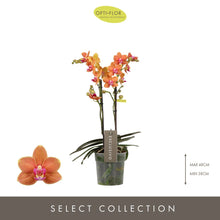 Načíst obrázek do prohlížeče Galerie, Phalaenopsis Multifl. &#39;Paprika&#39; Exclusivo  {může lehounce vonět}
