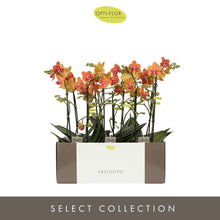 Načíst obrázek do prohlížeče Galerie, Phalaenopsis Multifl. &#39;Paprika&#39; Exclusivo  {může lehounce vonět}
