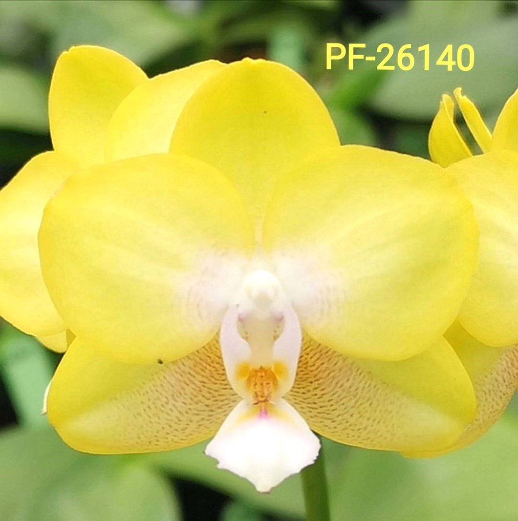 Phal.Golden snow {PF-26140}