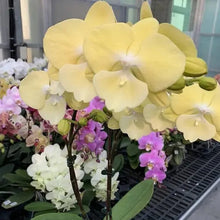 Načíst obrázek do prohlížeče Galerie, Phal. Profar Smile Moon {PF-2699}
