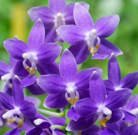 Phal.Equalacea & Jiaho Blueberry