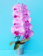 Načíst obrázek do prohlížeče Galerie, Phal. Angel Queen 2249 velky kvety 11 Cm
