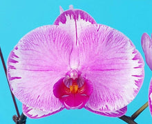 Načíst obrázek do prohlížeče Galerie, Phal. Angel Queen 2249 velky kvety 11 Cm
