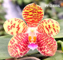 Načíst obrázek do prohlížeče Galerie, Phal. Melody stars {24006}
