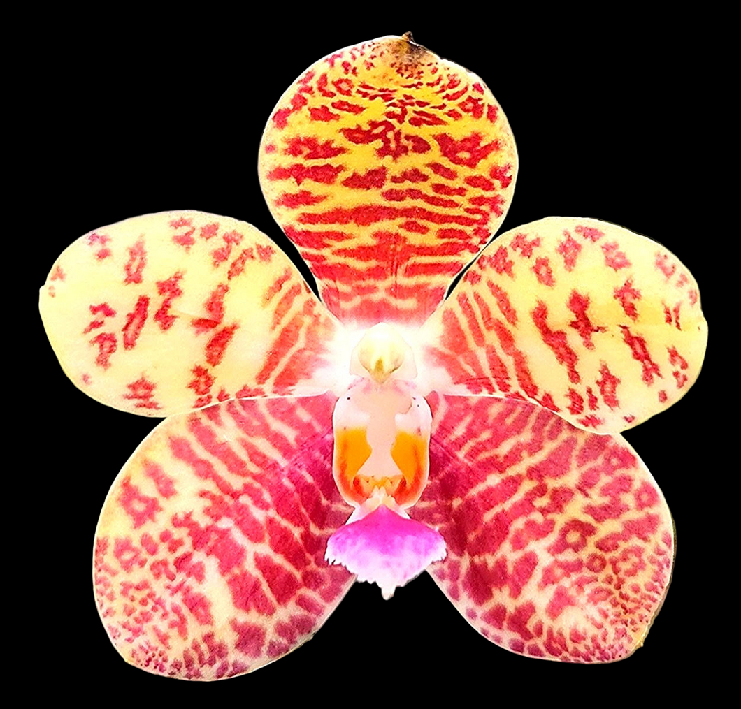Phal. Melody stars {24006}