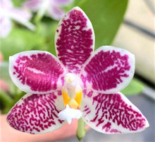 Načíst obrázek do prohlížeče Galerie, Phal. Little Purple Stars {4701}
